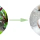 What is isomalt